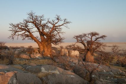 A la découverte du baobab de Madagascar