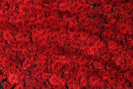 Rose éternelle rouge comment entretenir son bouquet