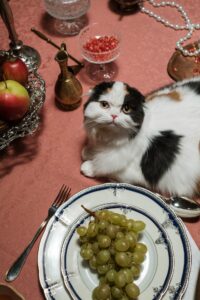 La pâtée pour chat de qualité : Comment choisir pour le bien-être de votre félin