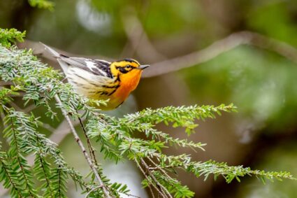 Observer les oiseaux