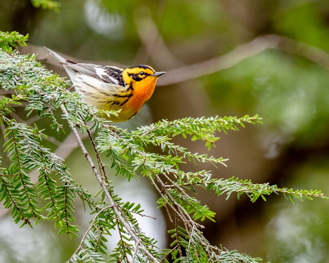 Observer les oiseaux