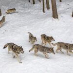 Observer les loups arctiques