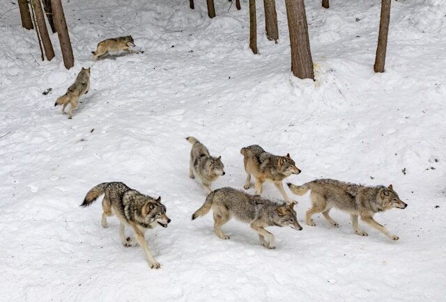 Observer les loups arctiques