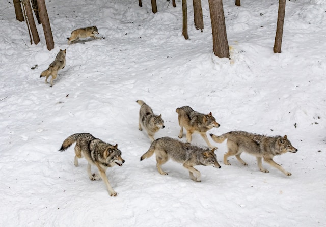 Observer les loups arctiques