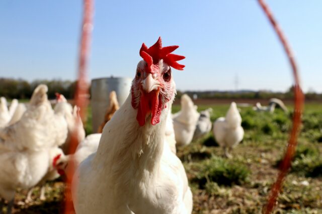 vermifuge pour poules