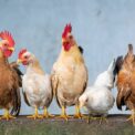 remèdes naturels pour lutter contre les parasites et maladies des poules