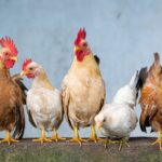 remèdes naturels pour lutter contre les parasites et maladies des poules