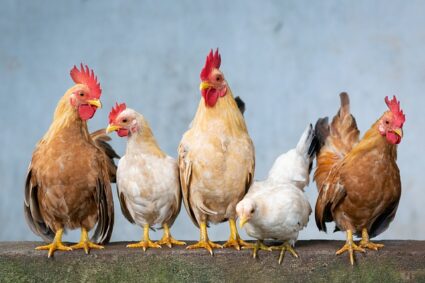 Des remèdes naturels pour lutter contre les parasites et maladies des poules