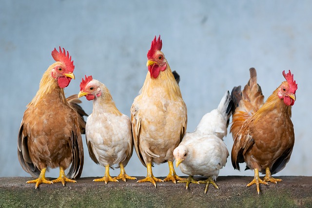 remèdes naturels pour lutter contre les parasites et maladies des poules